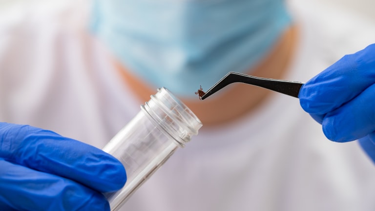 Neue Tests, Impfstoffe und Zecken-Tablette – was tut sich bei der Lyme-Borreliose?