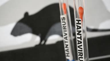 Hantavirus  Fragen und Antworten