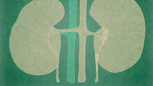 Biomarkergesteuerte Strategie verhindert Nierenversagen