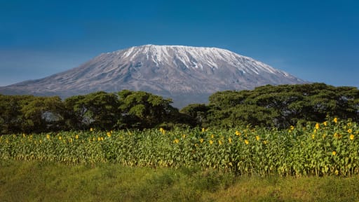 Kilimanjaro