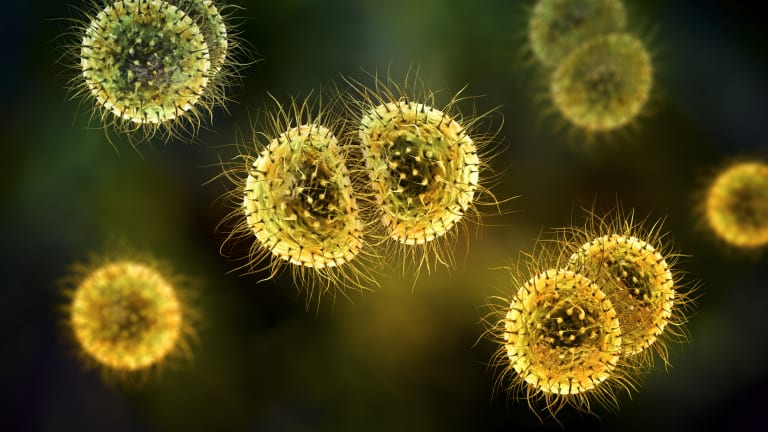 Neisseria meningitidis