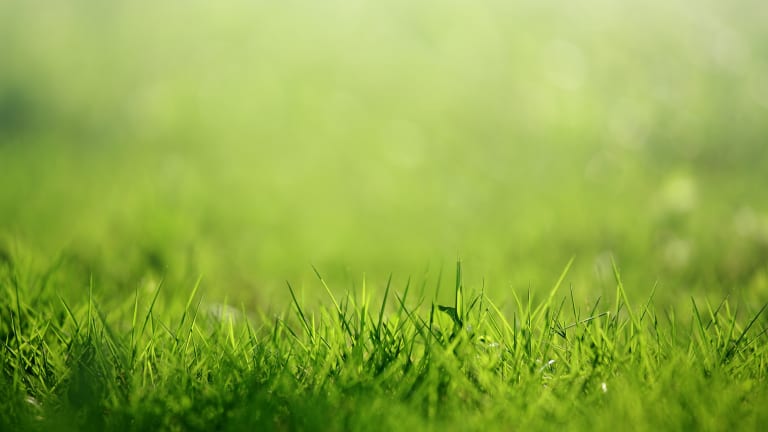 Juckreiz im Sommer? Schuld sein könnte die Herbstgrasmilbe