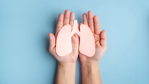 Menschliche Hände, die das Papiermodell einer Lunge präsentieren