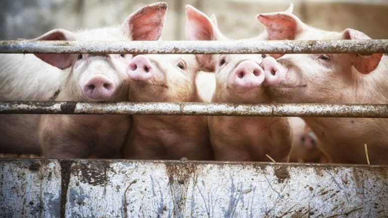 Hornhaut-Transplantate aus Schweineaugen