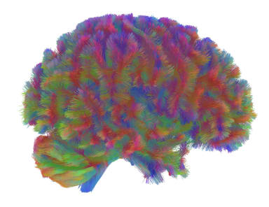 Gehirnstruktur durchläuft fünf Phasen