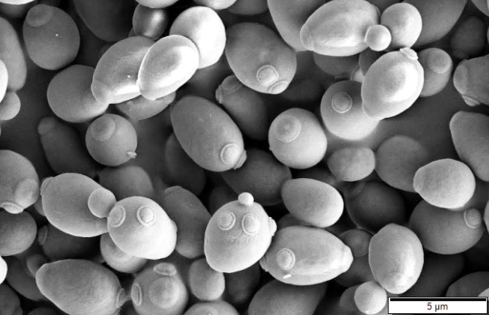 Eigenbrauer Syndrom Nach Antibiotika Coliquio