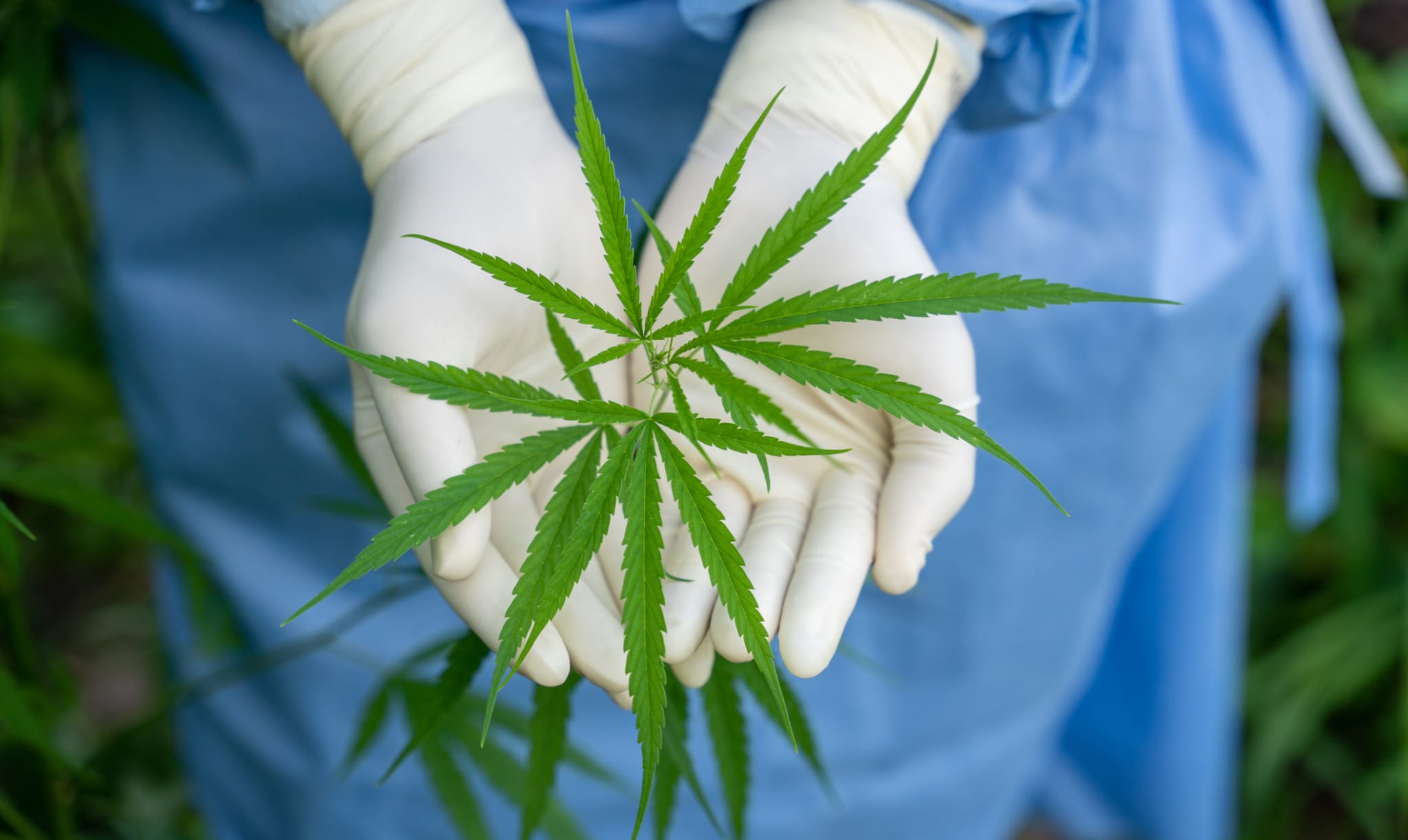 Medizinisches Cannabis: Negative Auswirkungen bei chronischen Schmerzen ...