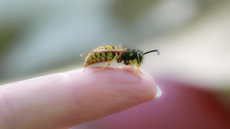 Insektengiftallergie: Was aktuelle Studiendaten für die Praxis bedeuten