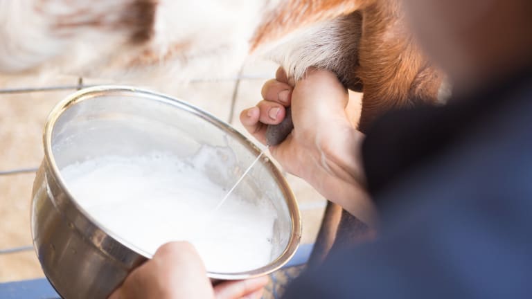 Ziegenmilch statt Kuhmilch? Große Studie zeigt möglichen Schutz vor Neurodermitis bei Risikokindern