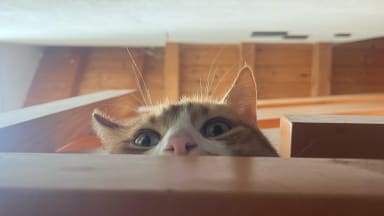 Katze