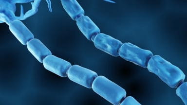 Myelinscheide