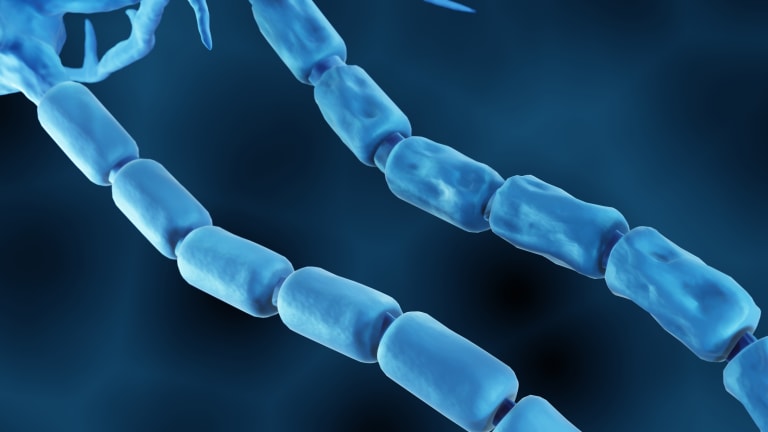 Myelinscheide