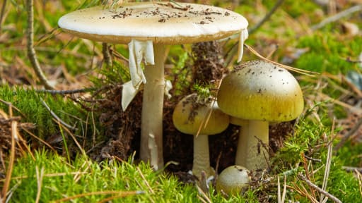 Grüner Knollenblätterpilz (Amanita phalloides)