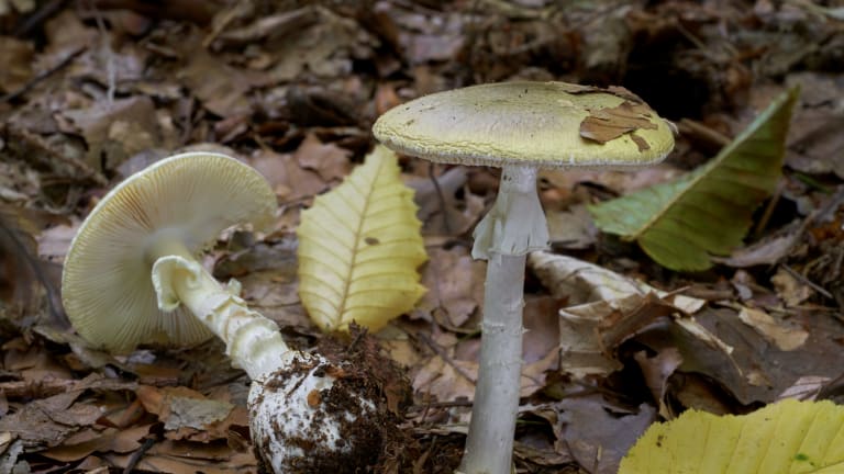 Amanita phalloides