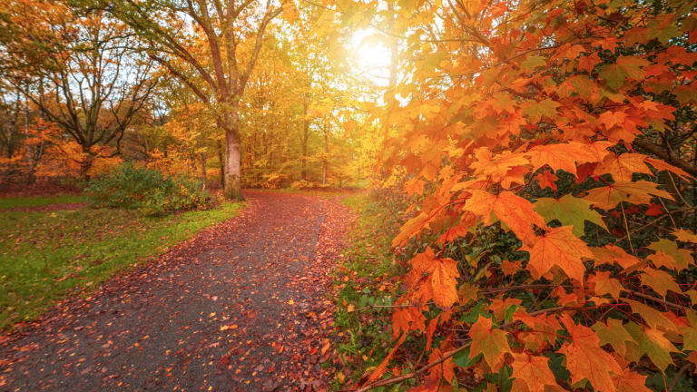 Herbstliches Laub im Park
