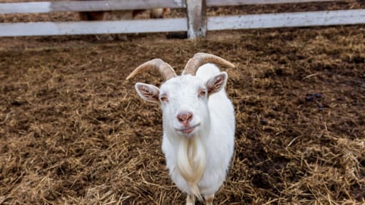 Krankenkasse verklagt Tierpark nach Unfall in Streichelgehege