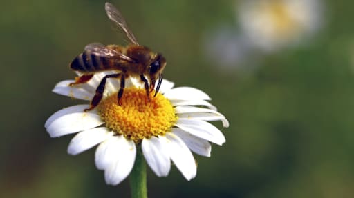 54-Jährige mit Bienenstachel in der Hornhaut