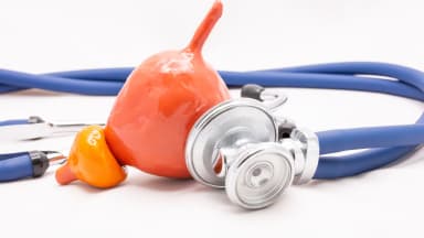 blase anatomie