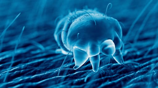 Antiskabiosum bringt Säugling in Gefahr