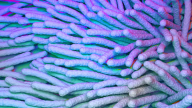 tuberkulose bakterien