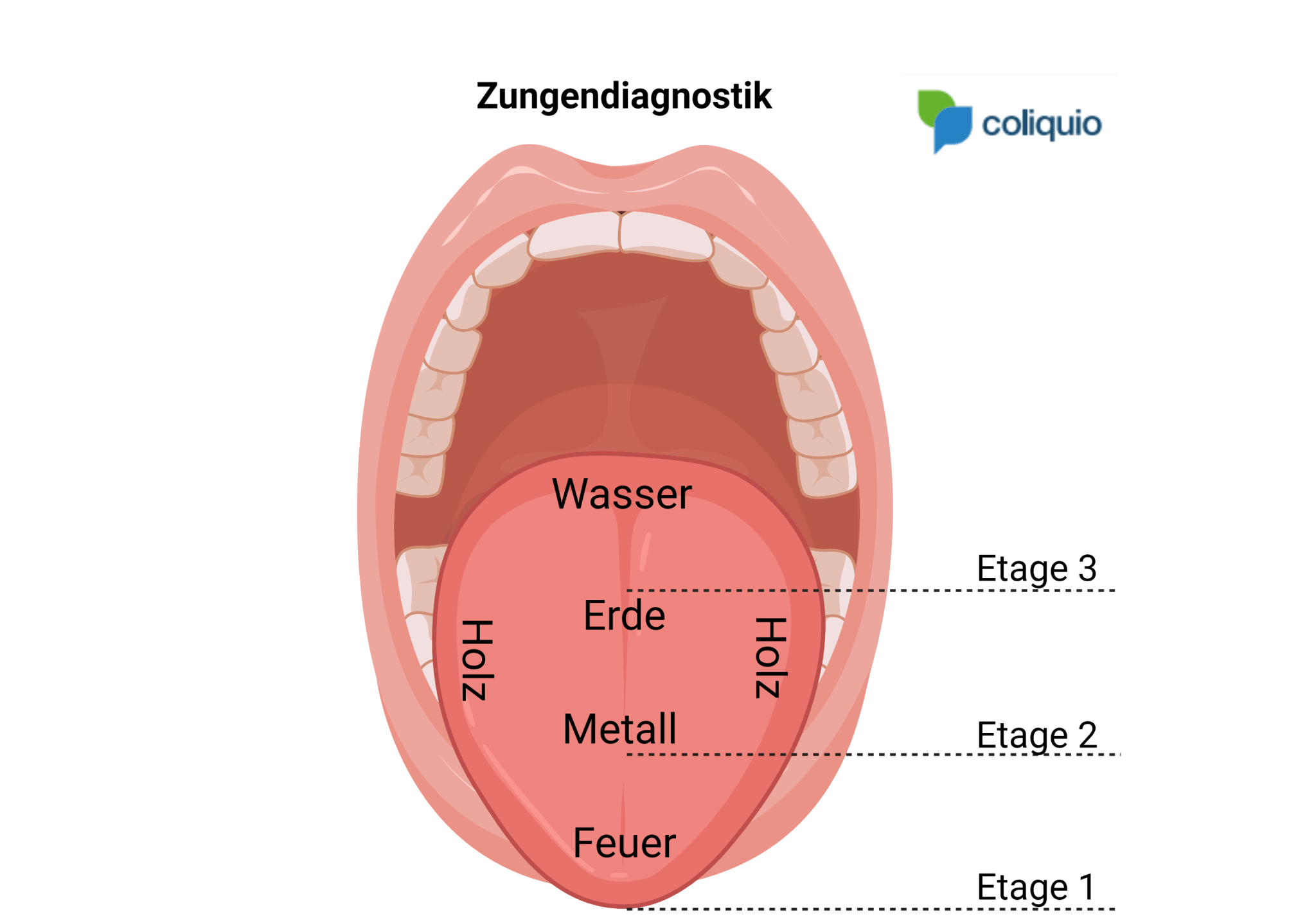 Abb. 2: Wandlungsphasen in der Zungendiagnose. Erstellt mit BioRender.com. 