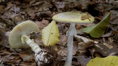 Amanita phalloides