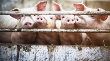 Hornhaut-Transplantate aus Schweineaugen