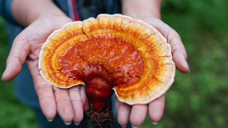 „Pilz der Unsterblichkeit“? Faktencheck zum TCM-Heilmittel Reishi