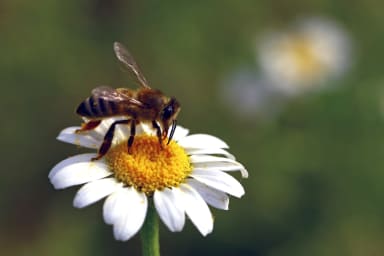 54-Jährige mit Bienenstachel in der Hornhaut