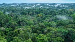 Amazonas-Regenwald