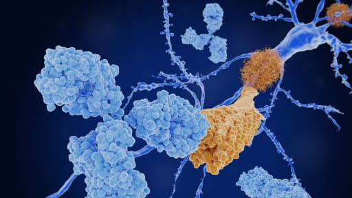 Antikörperbindung an eine Amyloid-Beta-Fibrille