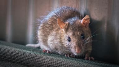 Rattus norvegicus