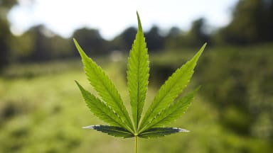 cannabis leaf