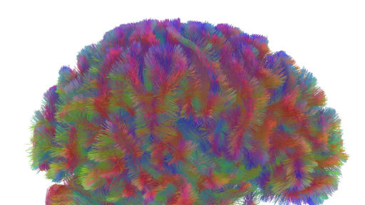 Gehirnstruktur durchläuft fünf Phasen