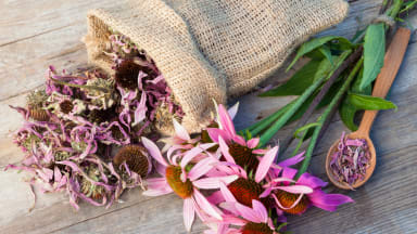 Echinacea im Faktencheck