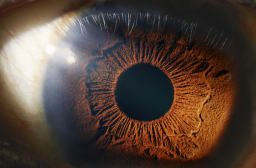 Statine? Vielleicht geben die Augen Aufschluss