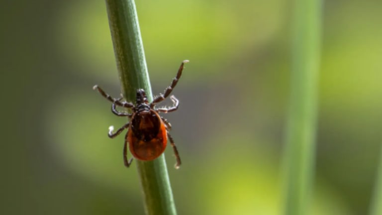FSME & Borreliose: Mittelmeer-Fleckfieber nicht vergessen!