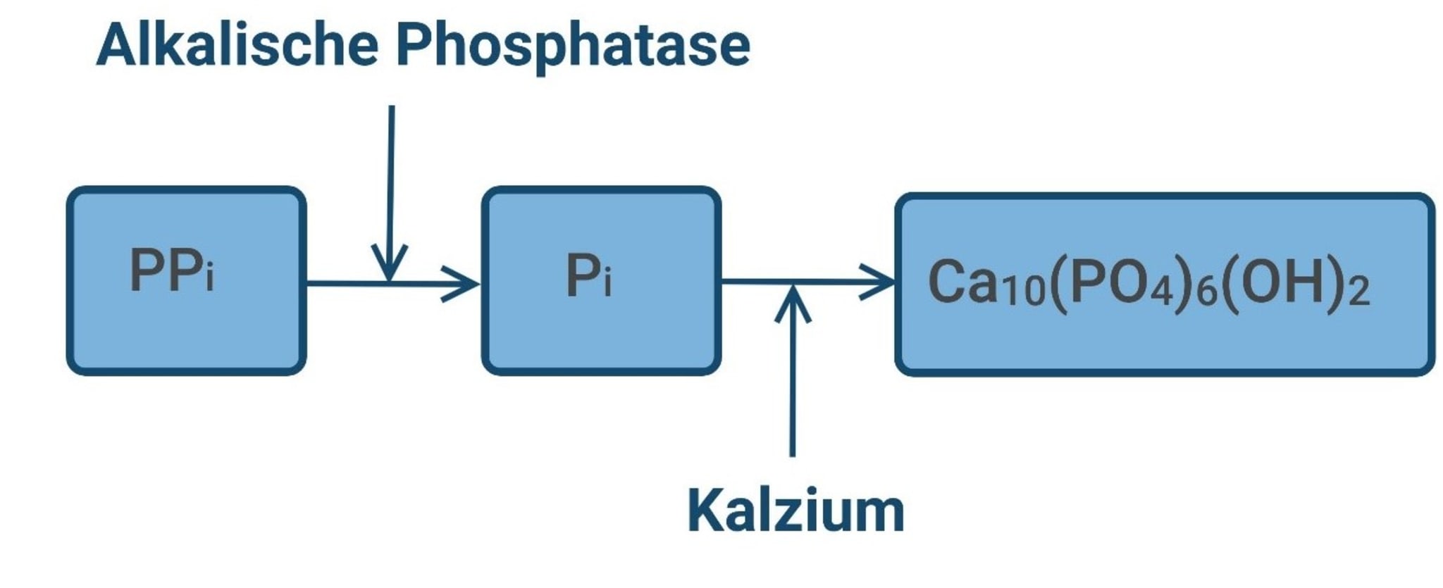 Anorganisches Phosphat Zu Niedrig Phosphat aus dem Gleichgewicht - coliquio