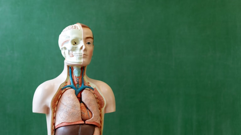 Ein kurzer Überblick über die Anatomiegeschichte