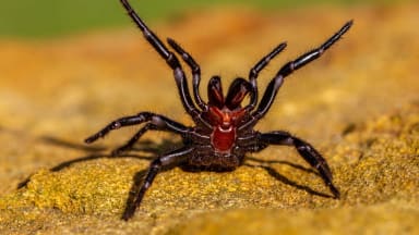 Sydney-Trichternetzspinne in Angriffsposition