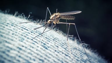 Culex pipiens