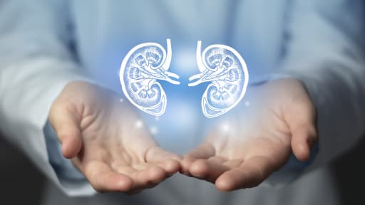 Änderung des Transplantationsgesetzes: Die Nieren-Überkreuzspende soll möglich werden