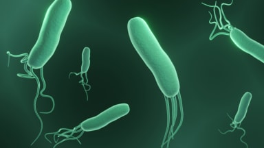 Helicobacter pylori