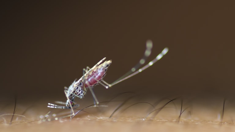Neues Medikament zu Behandlung der schweren Malaria auf dem deutschen Markt