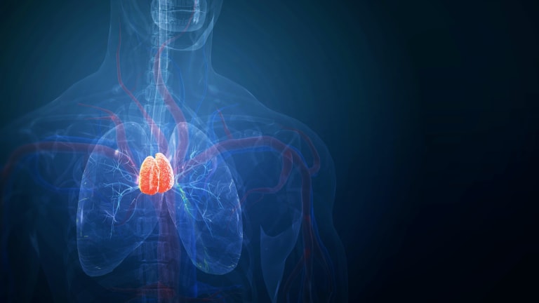 Darstellung des Thymus