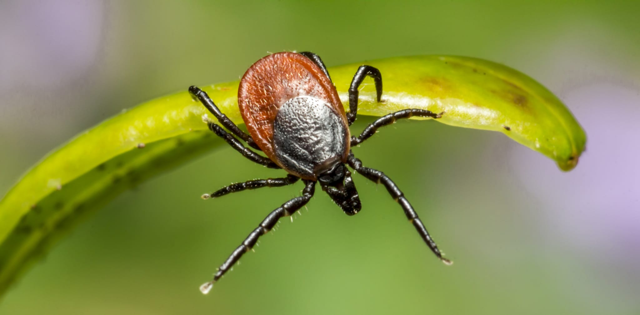 Lyme-Borreliose richtig behandeln - coliquio