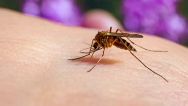 Culex pipiens