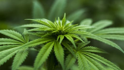 Neue Hinweise auf kardiovaskuläre Risiken von Cannabis