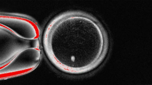 Forscher entwickeln funktionsfähige Eier aus menschlichen Hautzellen