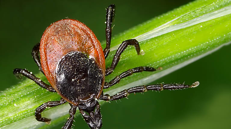 Borreliose: Wissensauffrischung zu Diagnostik und Therapie